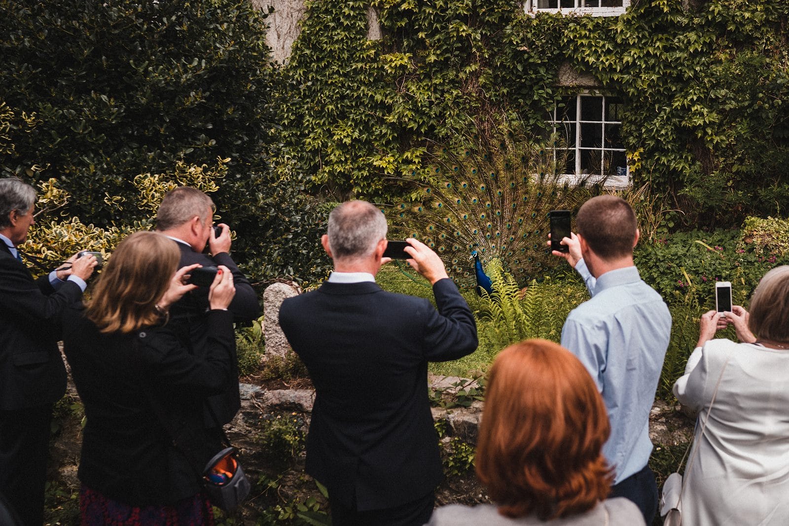 cornish camels wedding photography